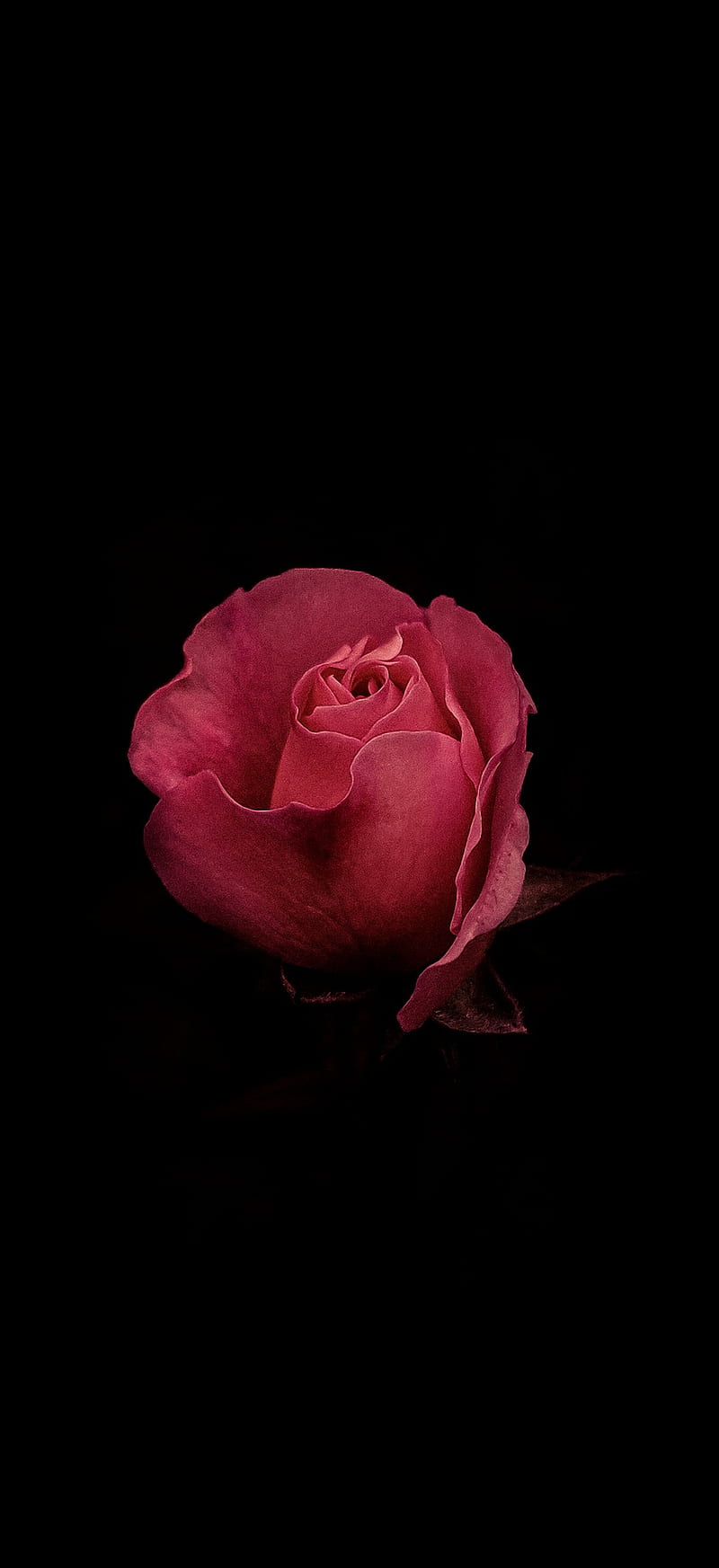 800x1745 HD amoled red rose wallpaper