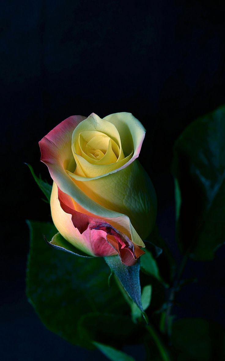 736x1177 AMOLED Flower Wallpaper