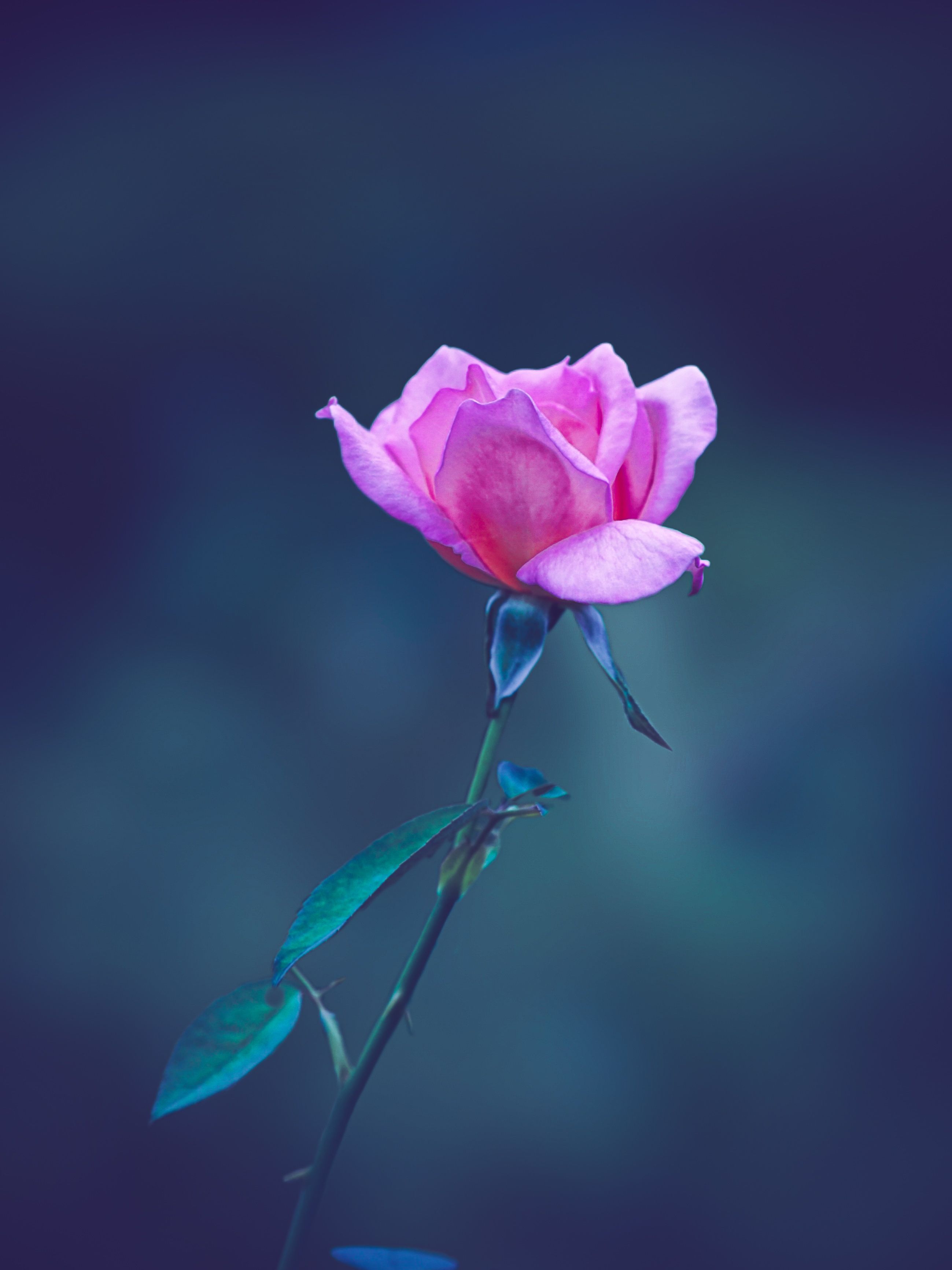 2598x3464 Pink Rose in Bloom · Free
