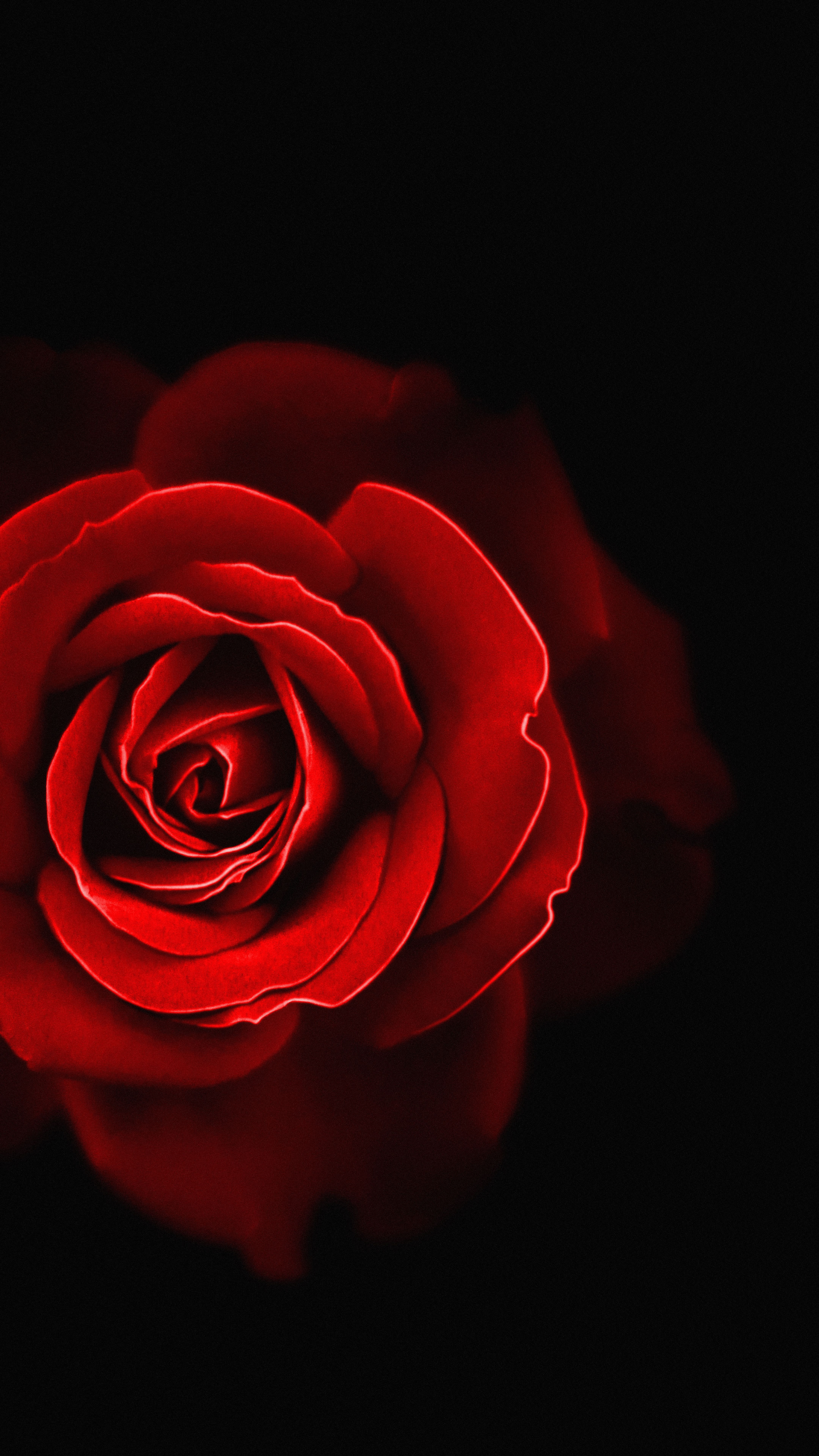 4320x7680 Wallpaper Garden Roses, Flower, Plant, Petal, Hybrid Tea Rose, Background Free Image
