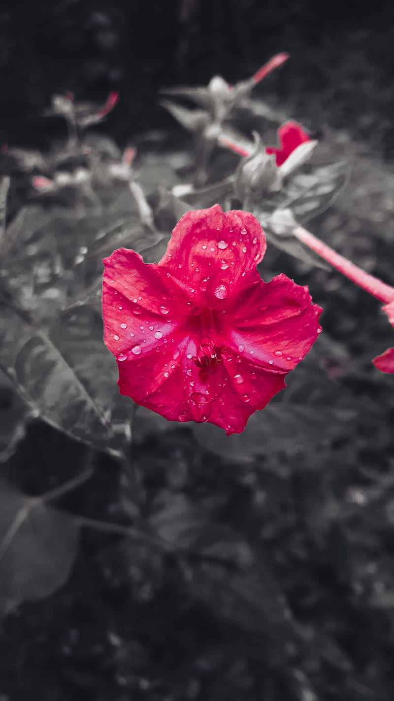 800x1422 Flower Amoled, flowers, nature, rain, rose, HD phone wallpaper