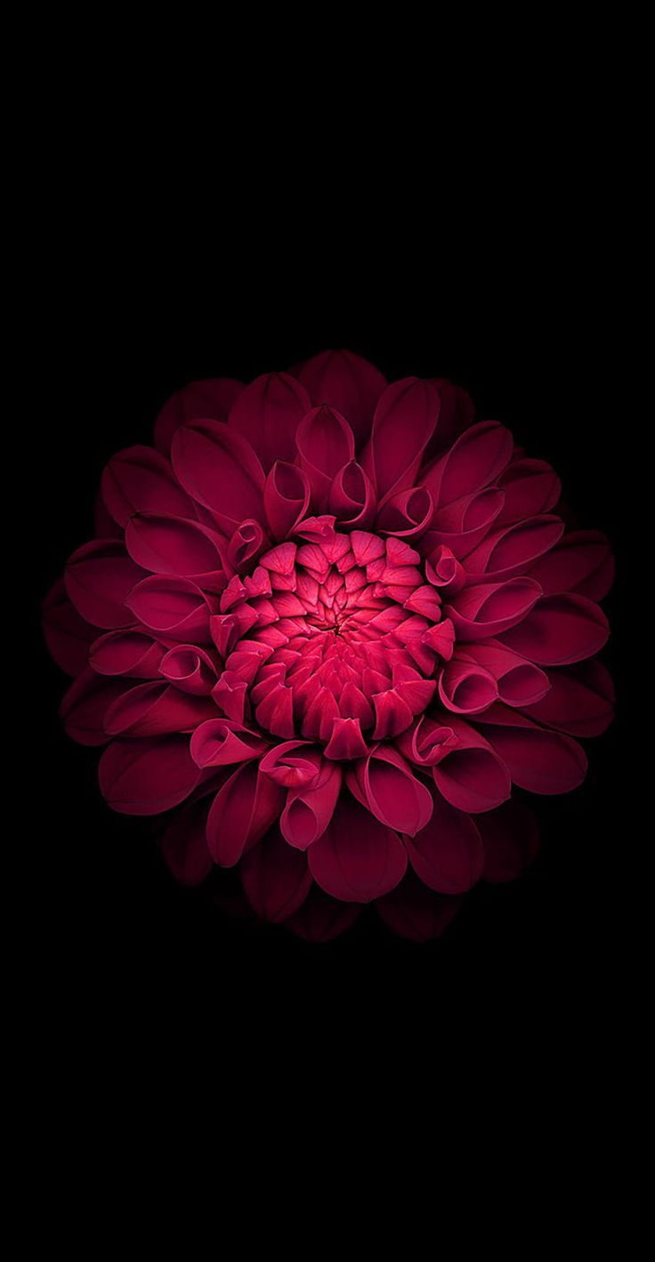 736x1419 Black Amoled, flower amoled HD phone wallpaper