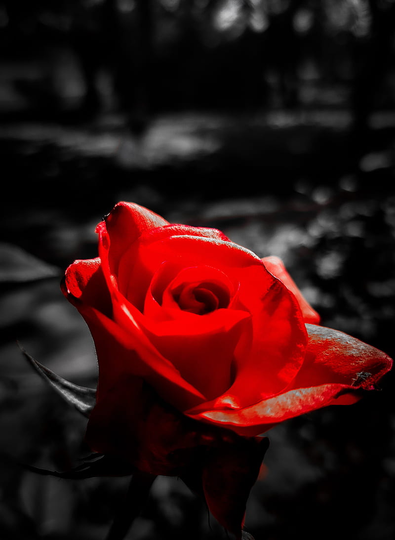 800x1093 Rose, amoled, black, flowers, nature, paper, pink, red, wall, HD phone wallpaper