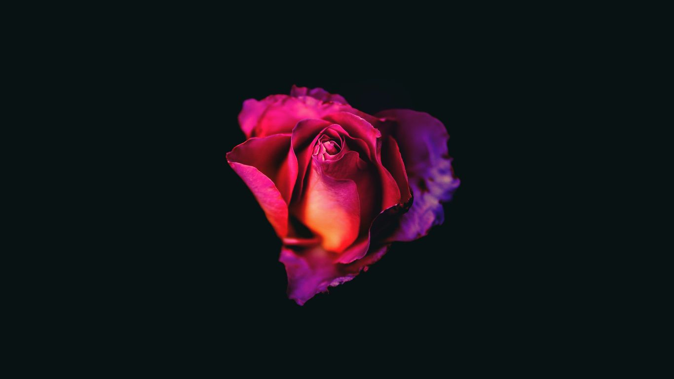 1366x768 Rose Oled Dark 8k Laptop HD , HD 4k Wallpaper, Image, Background, Photos and Picture