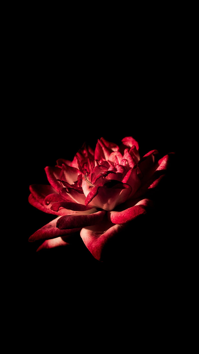 800x1423 Rose, amoled, black, couple, love, portrait, purple, HD phone wallpaper