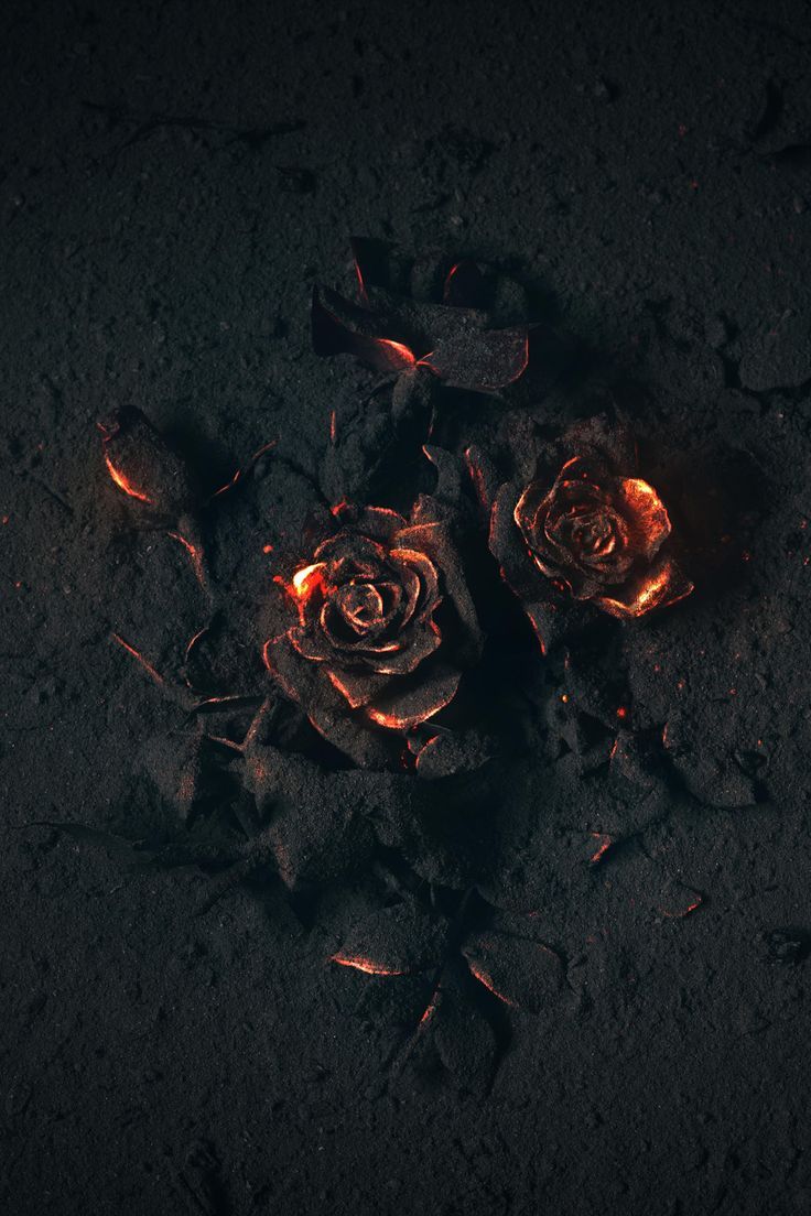 736x1104 AMOLED Flower Wallpaper
