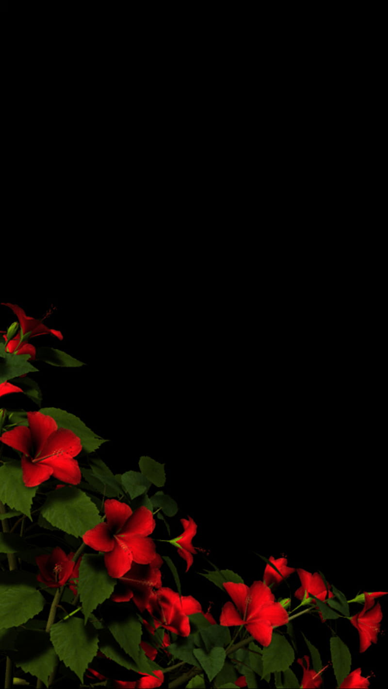 800x1422 Flowers Amoled, flower, flower, iphone, red, rose, samsung, HD phone wallpaper