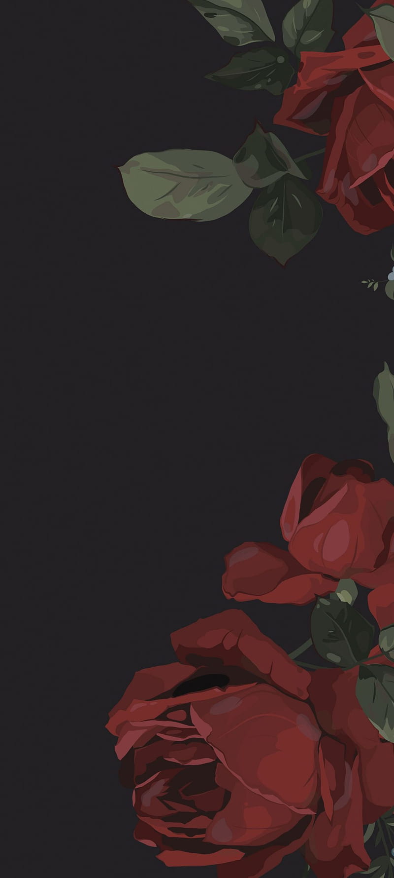 800x1779 HD rose amoled wallpaper