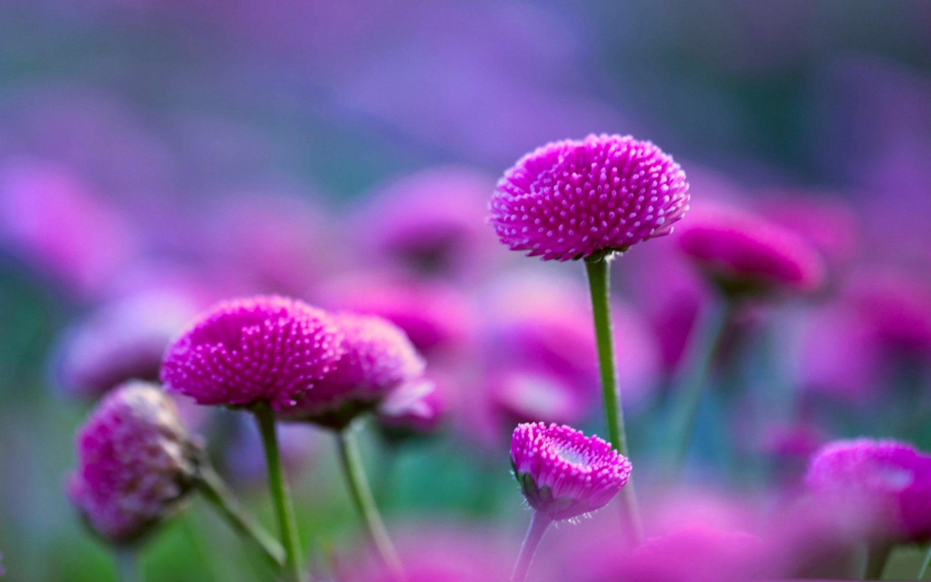 1920x1200 Download Macro Pink Flower Nature Flower HD Wallpaperx1200