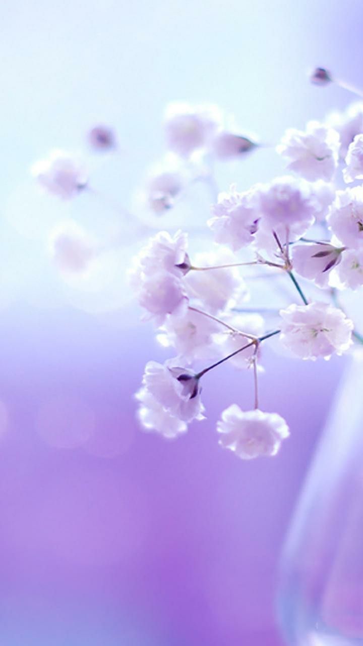 720x1280 Hd flower wallpaper flower background flower photography nature wallpaper nature background nature