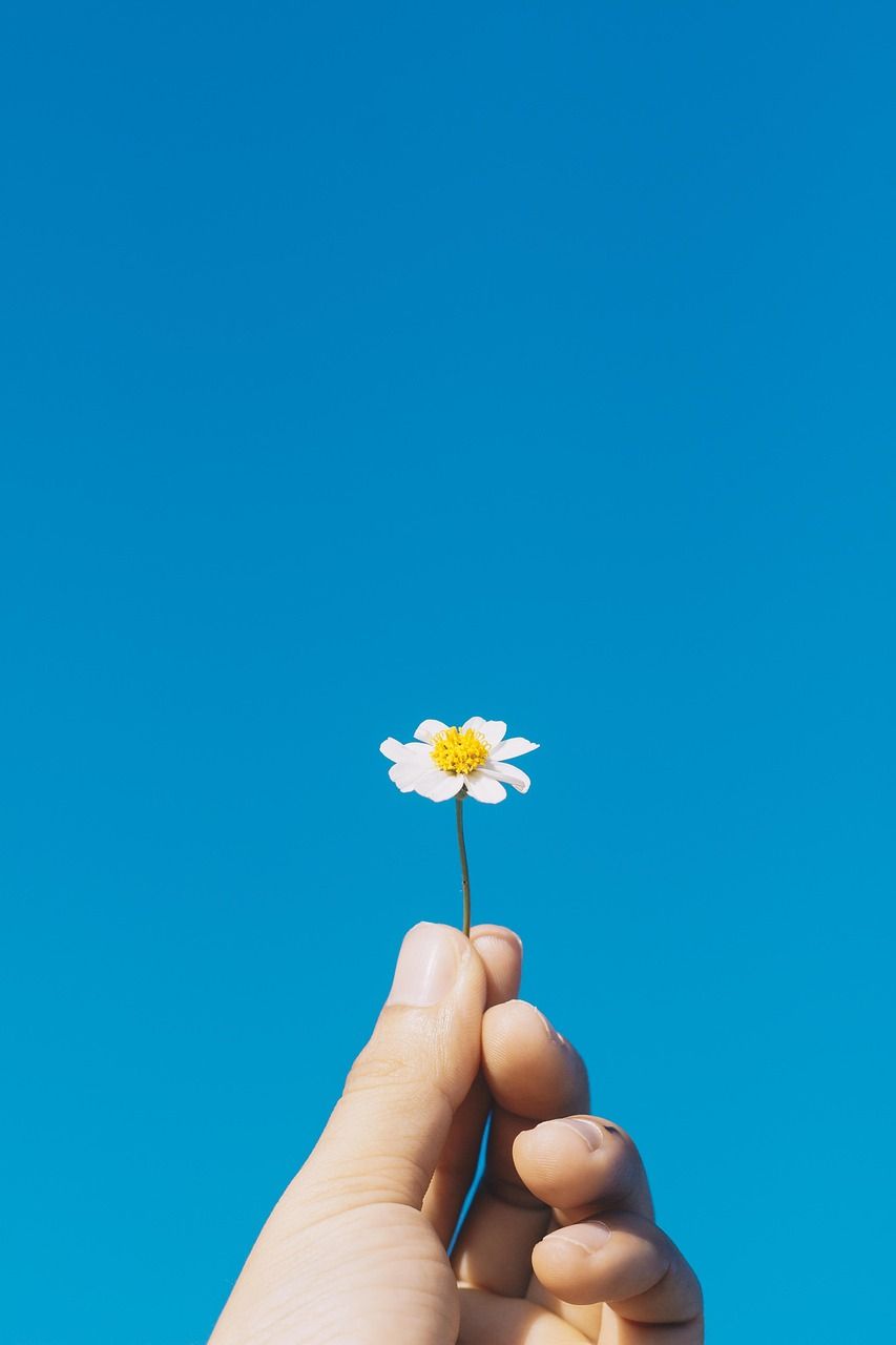 853x1280 Free Flower Wallpaper & Beautiful Flowers Photo