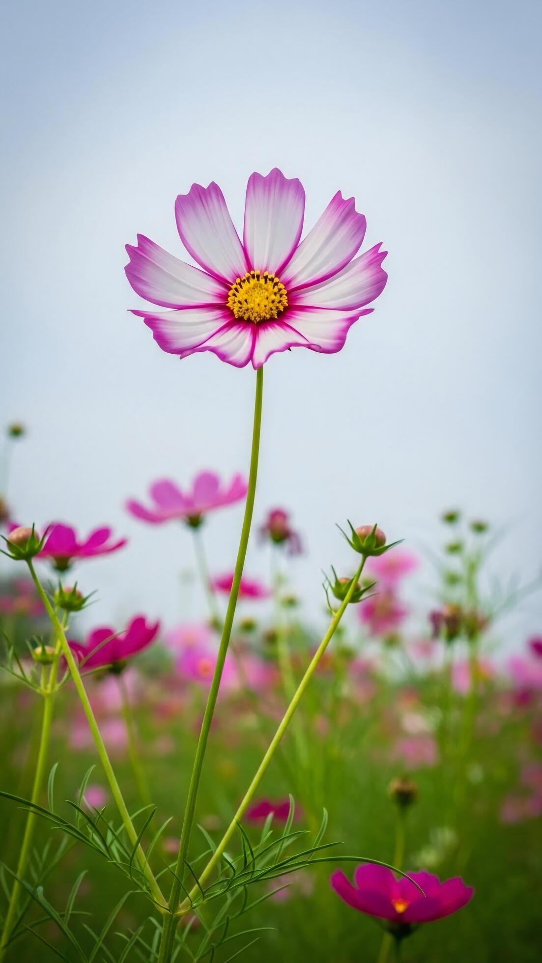1103x1960 Nature wallpaper, Nature landscape, Vibrant Pink Cosmos Flowers in a Bright Field