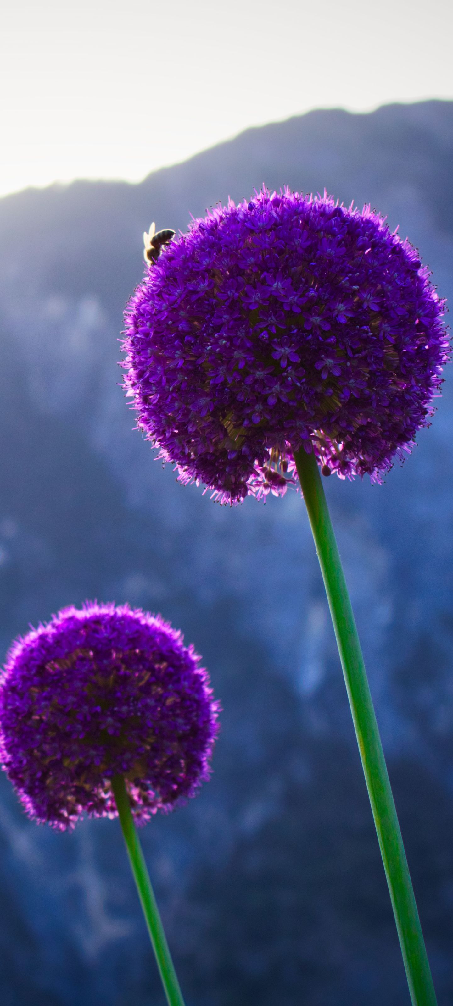 1440x3200 Desktop wallpaper: Earth, Flower, Nature, Plant, Flowers 4K free download for PC. 1186463