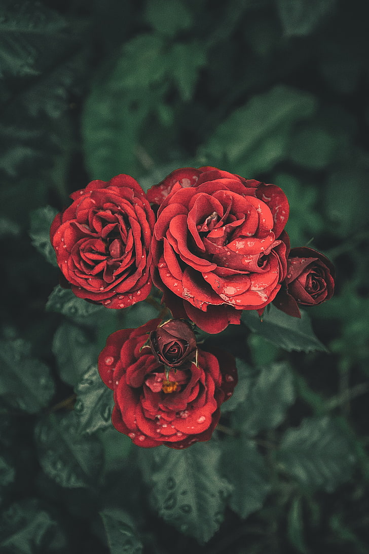 728x1092 2732x1536px. free download. HD wallpaper: nature, flowers, rose, flowering plant, rose, beauty in nature