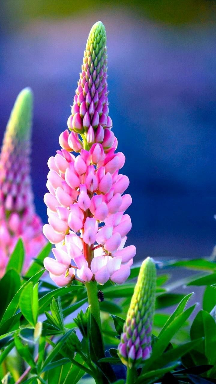720x1280 Hd flower wallpaper flower background flower photography nature wallpaper nature background nature
