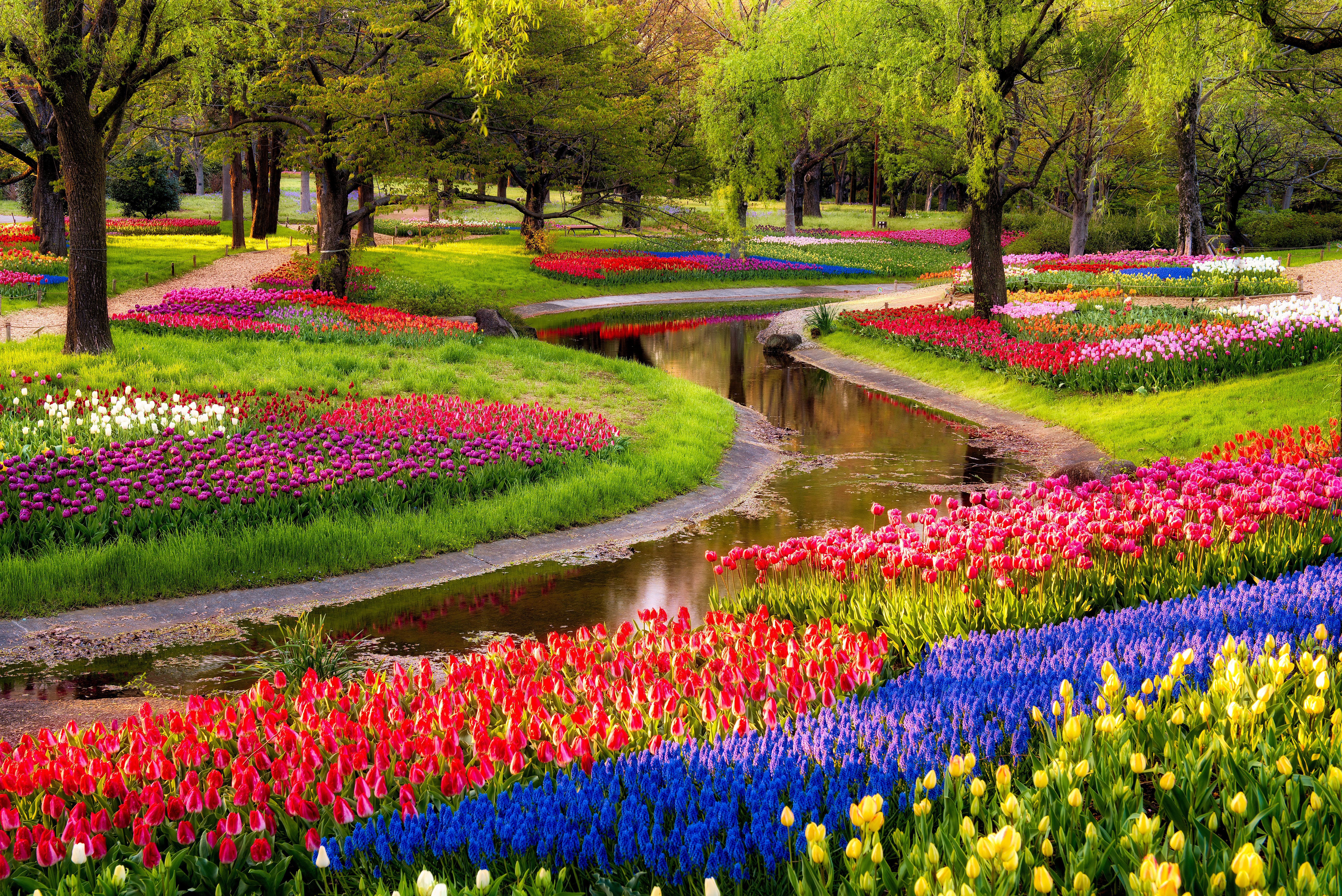 6422x4288 Wallpaper trees, flowers, blue, pond, Park, sunrise, tulips, colorful for mobile and desktop, section цветы, resolution 6422x4288