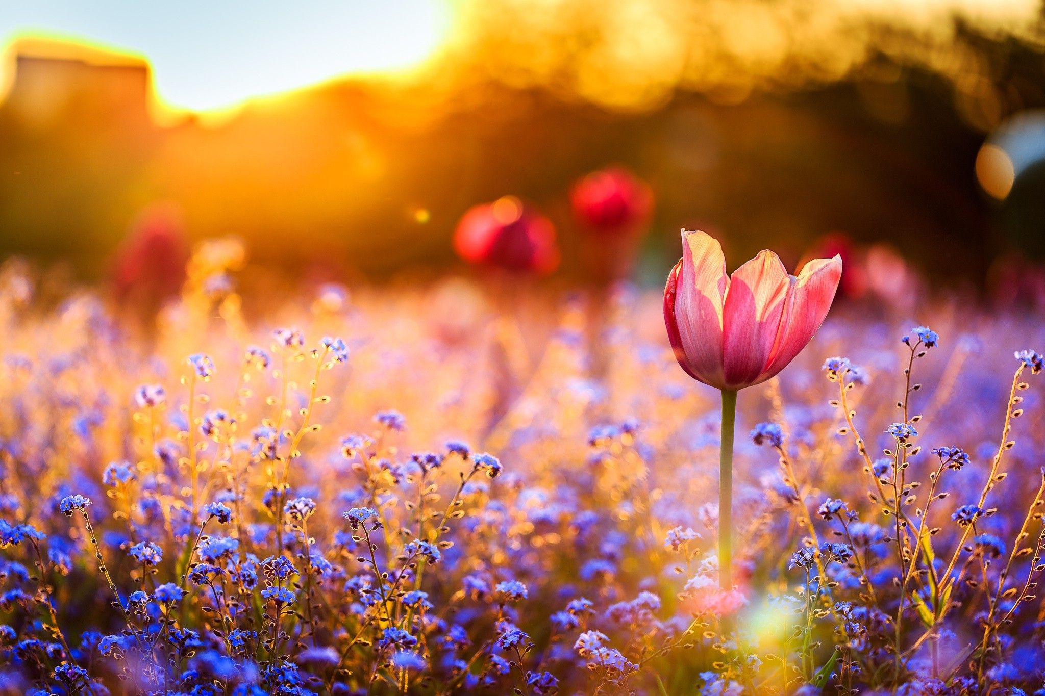 2048x1365 nature, Field, Flowers Wallpaper HD / Desktop and Mobile Background