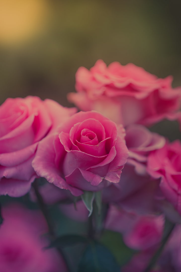 728x1092 HD wallpaper: nature, flowers, flowering plant, beauty in nature, rose, rose