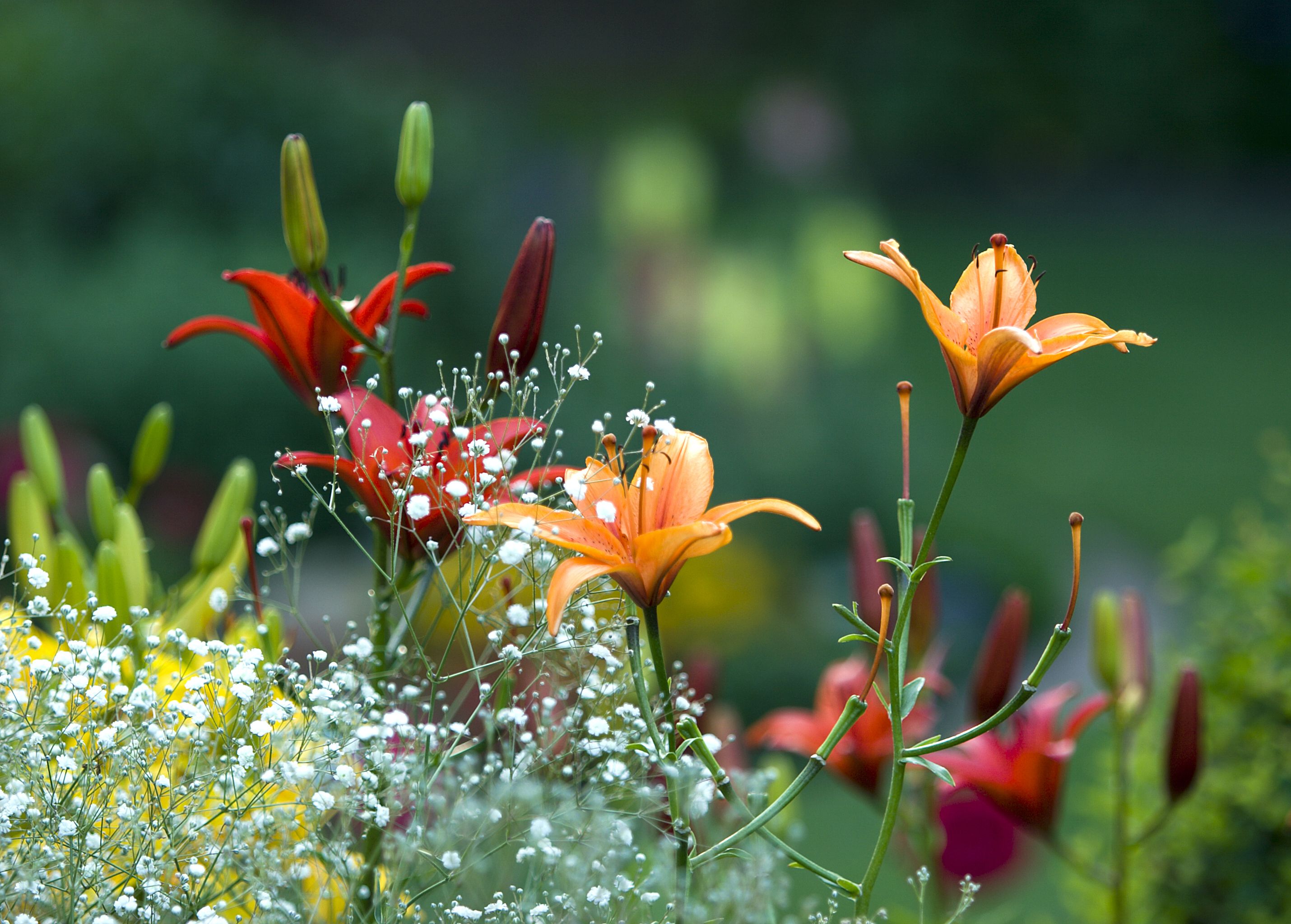 2860x2048 Desktop wallpaper: Nature, Earth, Lily, Flower, Orange Flower, Red Flower, Flowers 4K free download for PC. 394096