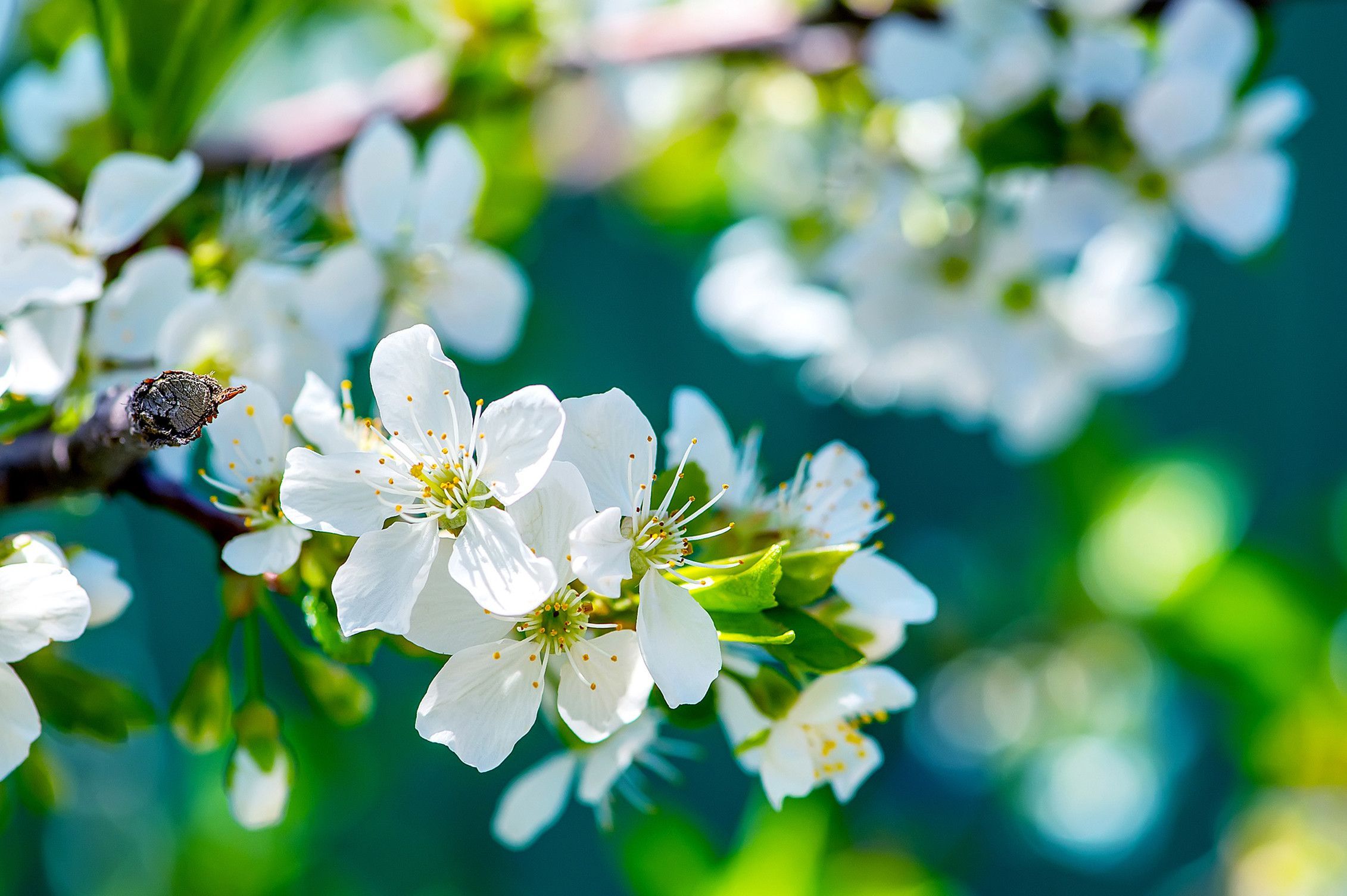 2262x1504 Wallpaper Nature Flowers