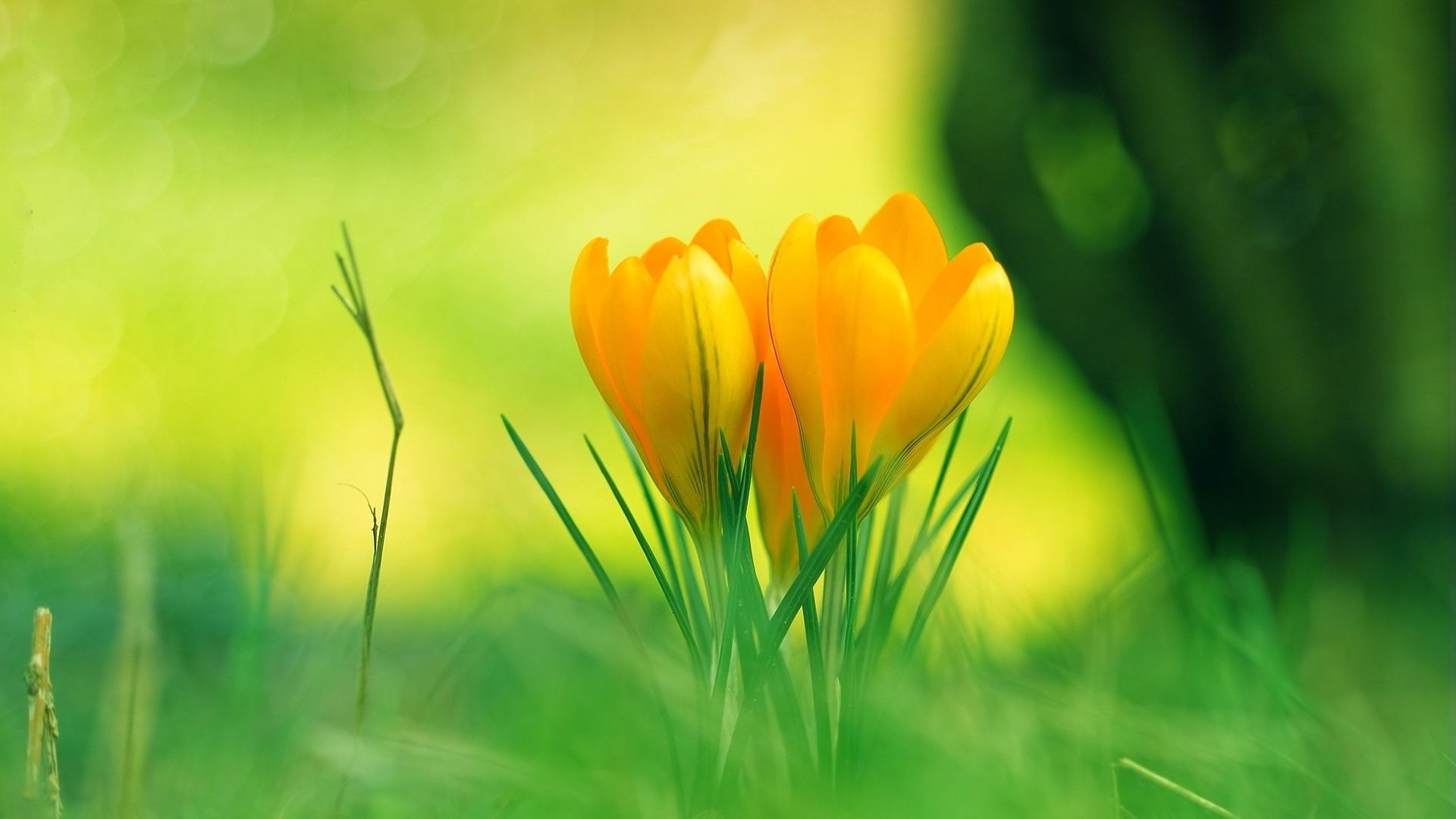 1920x1080 Flowers Grass Green Blur HD Desktop Wallpaper