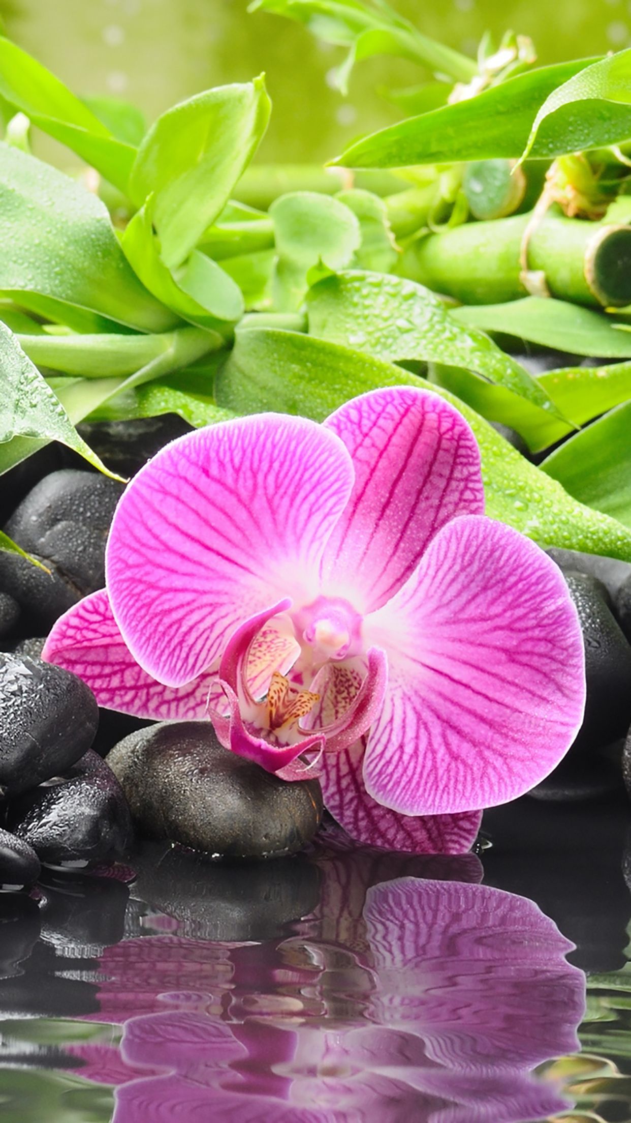 1242x2208 Wild Nature : Flower Wallpaper for iPhone Pro Max, X, 6