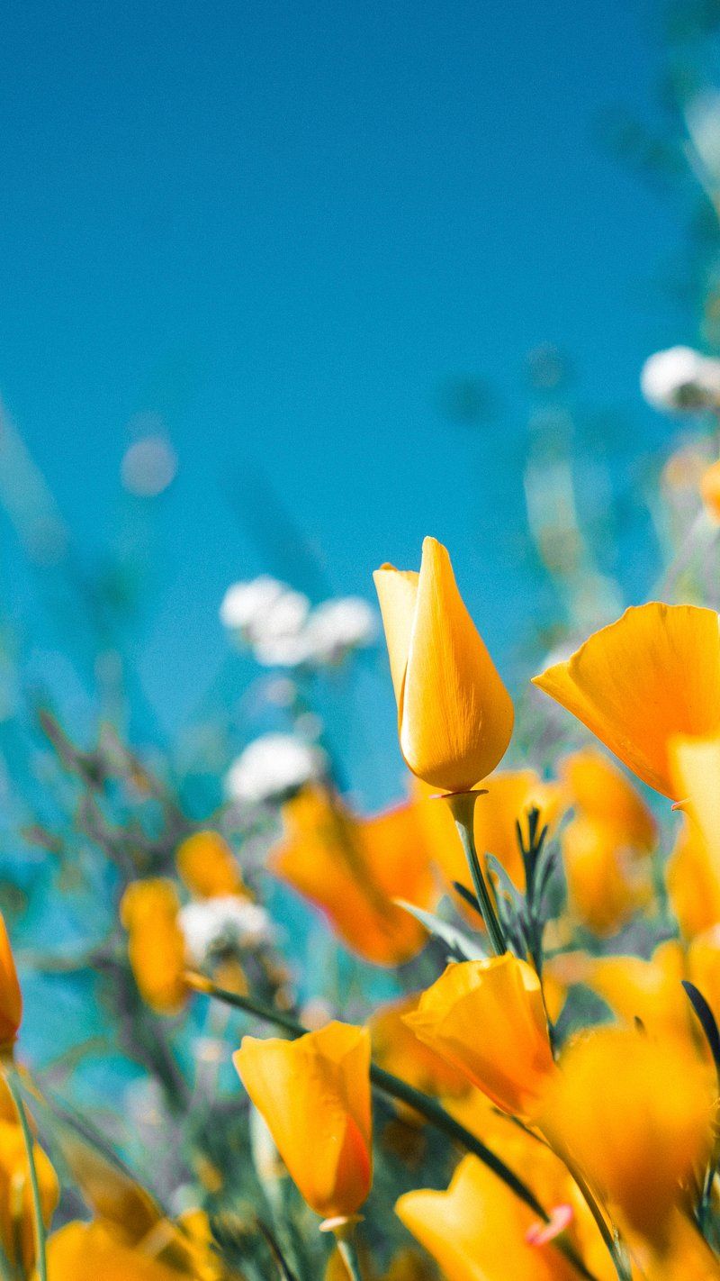 800x1422 Background; Bloom; Blossom; Botanical; Cc0; Creative Commons; Creative Commons 0; Floral; Flower; Flower Background; Free; Free Image; Image; Natural; Nature; Orange Flower; Orange Poppy; Photo; Plant Image. Free Photo, PNG Stickers