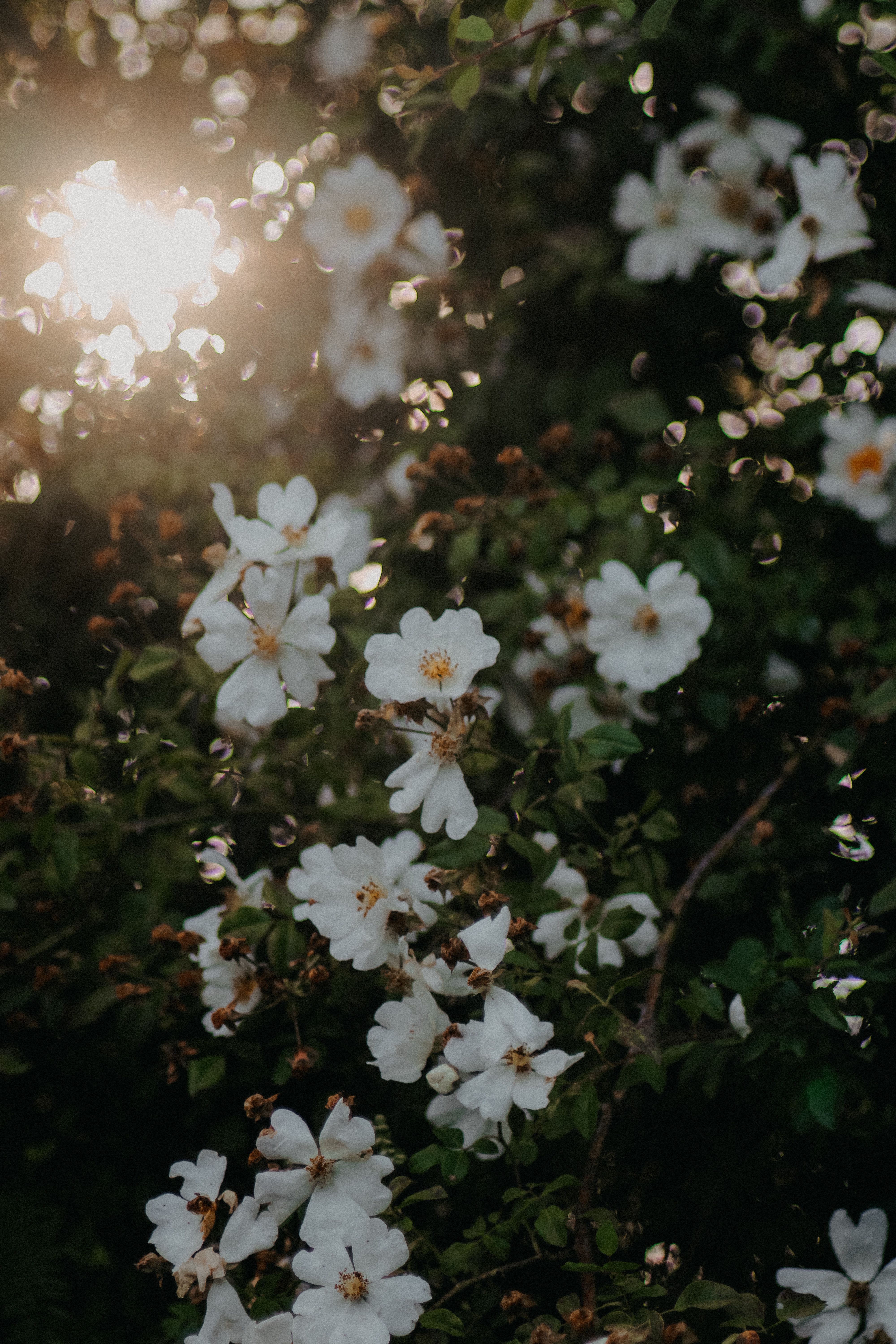 4000x6000 Flowers Sun White Nature Photo, Download The BEST Free Flowers Sun White Nature & HD Image