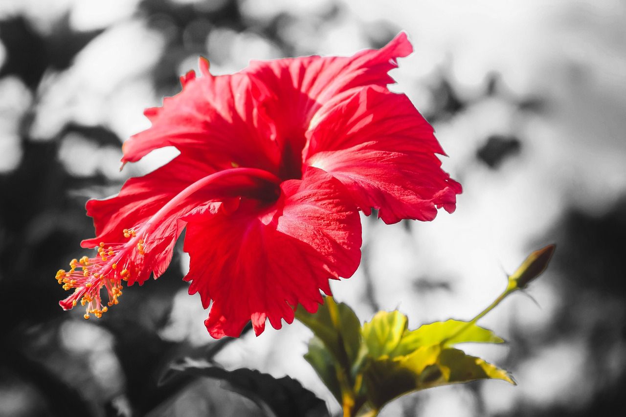 1280x853 Flower Red Nature