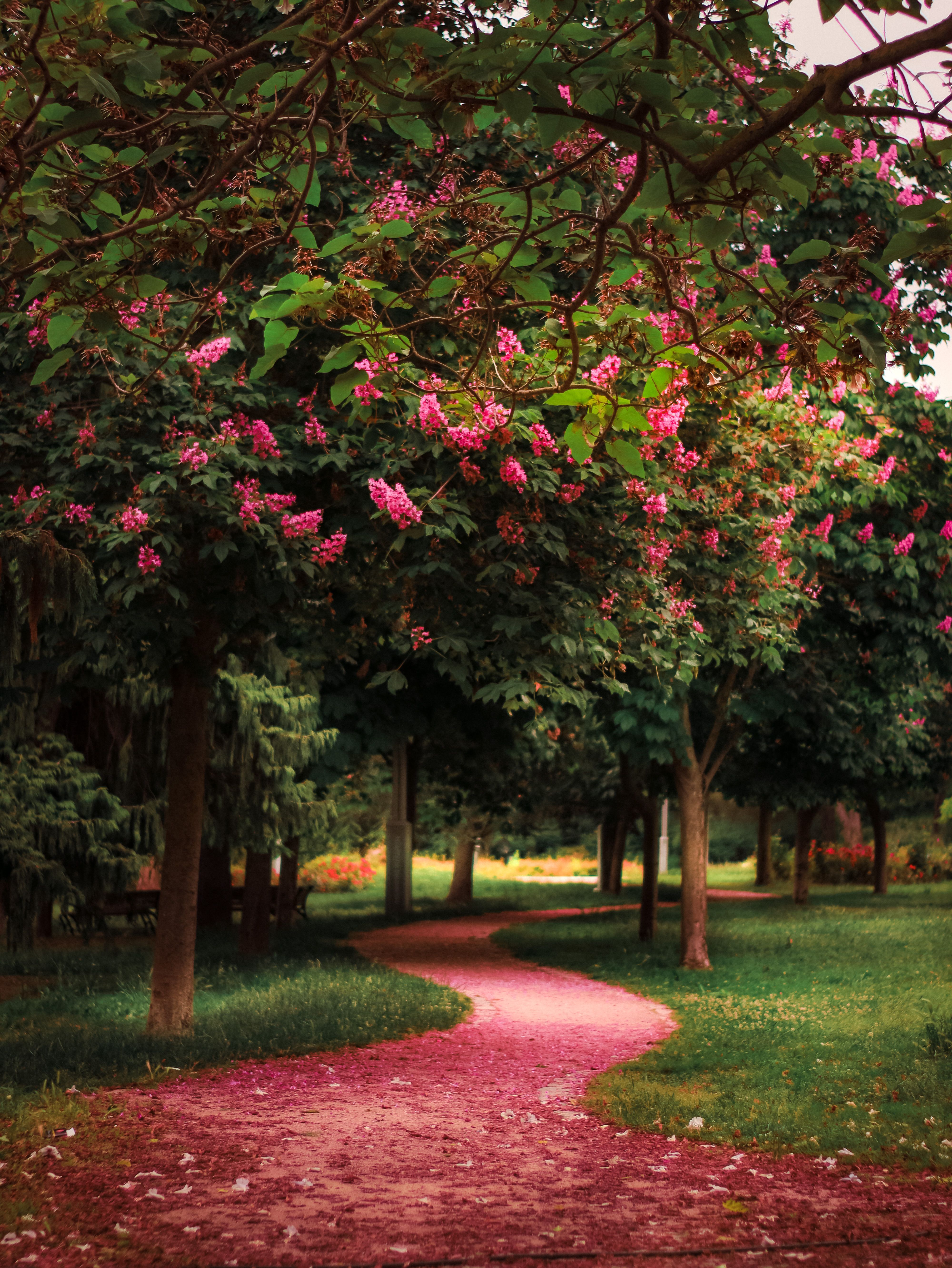 4000x5328 Nature Garden Background Photo, Download The BEST Free Nature Garden Background & HD Image