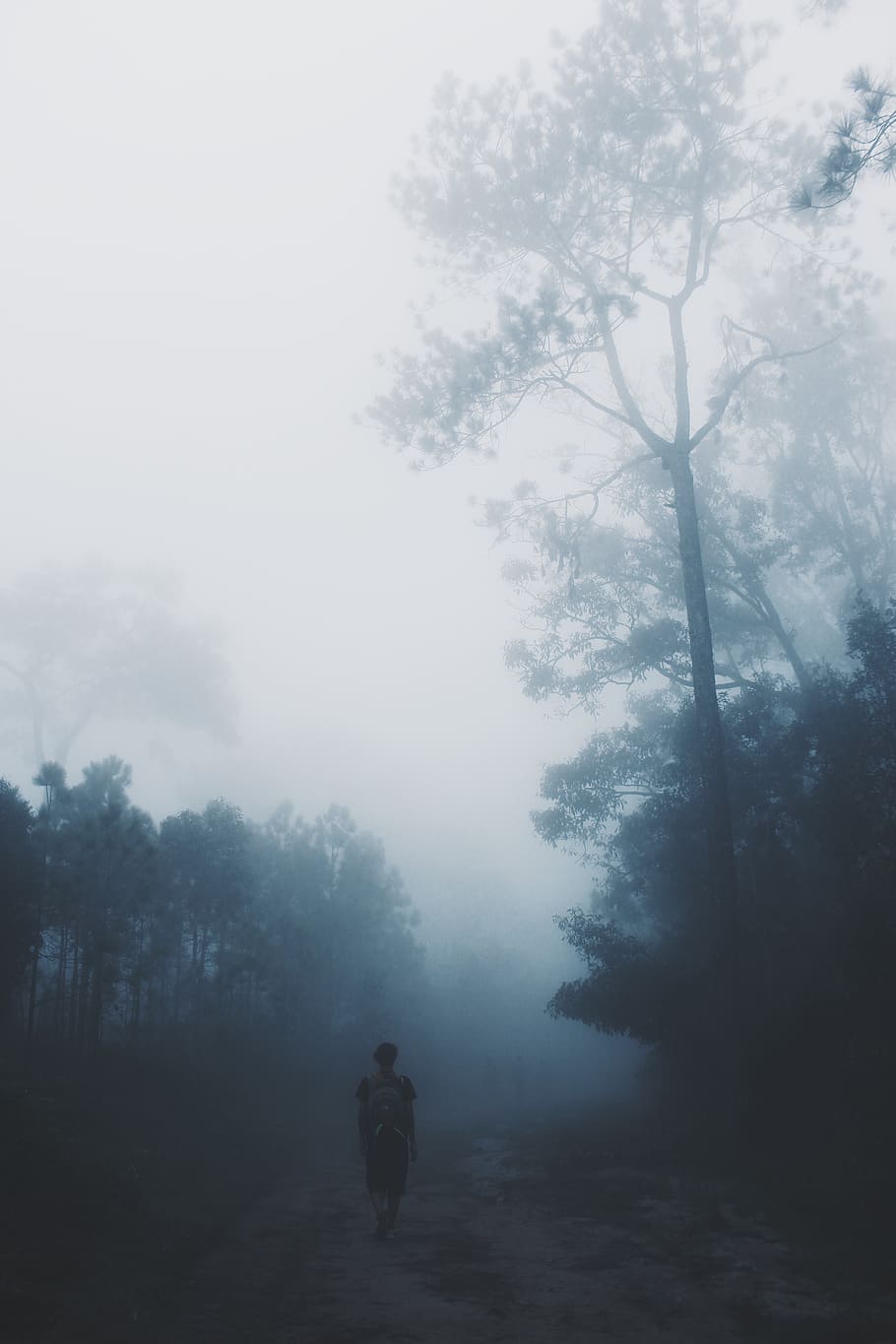 910x1365 fog, nature, natural, wallpaper, background, tree, plant, real people