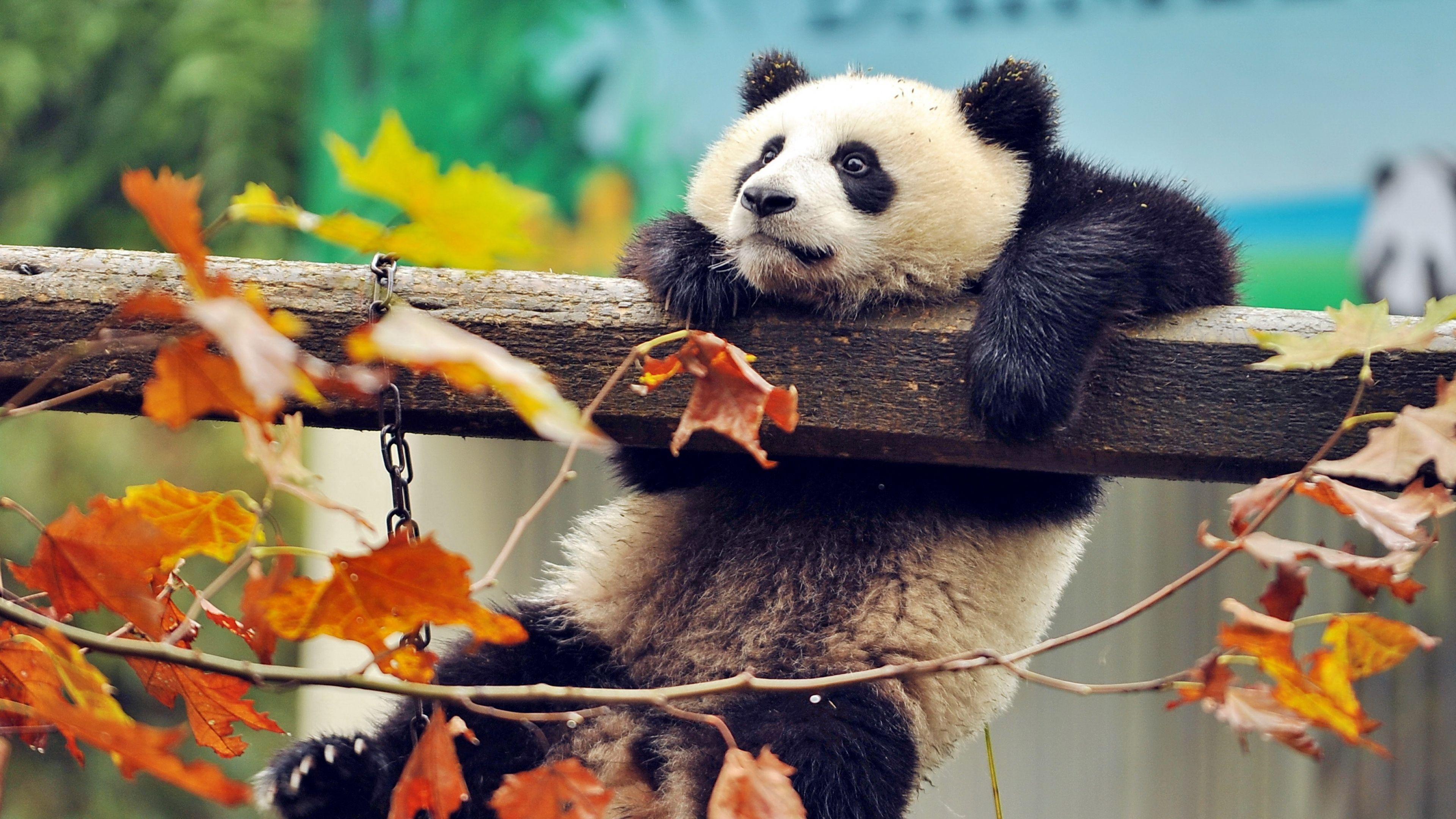 Panda art painted panda cute animals painted animals HD wallpaper   Peakpx