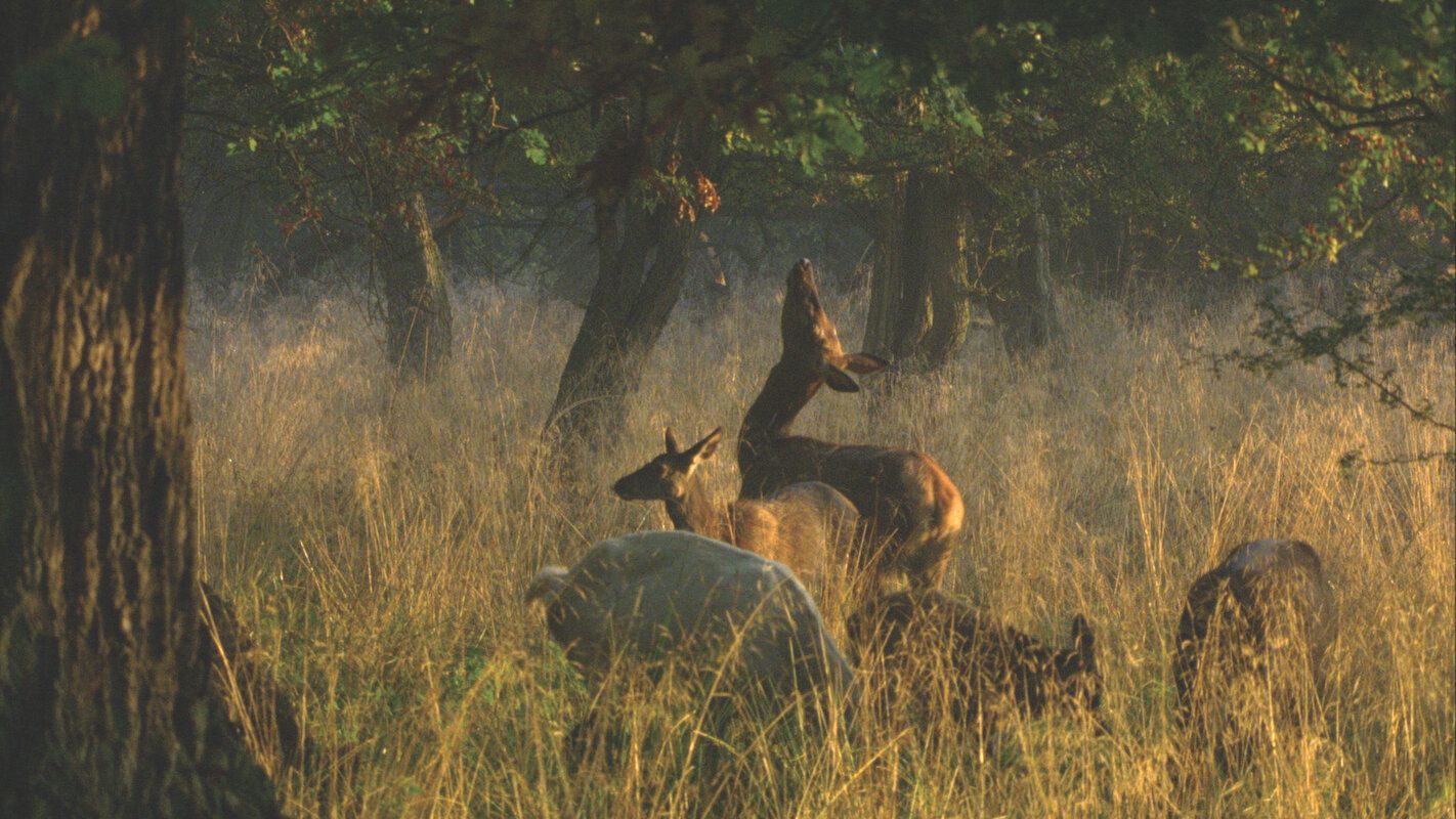 1422x800 Film Review: The Hidden Life of Trees