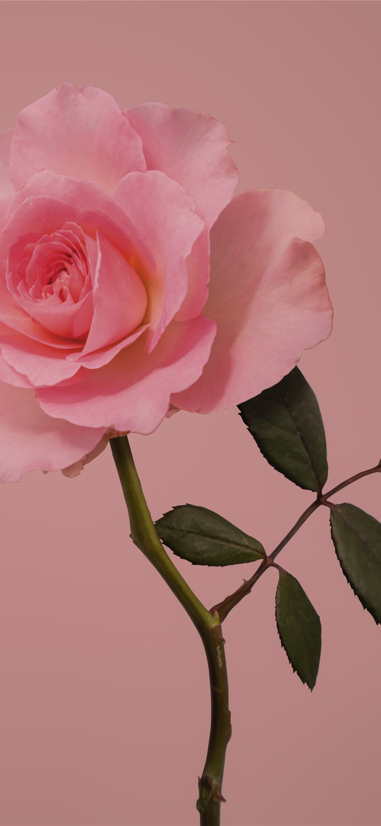 1290x2796 pink rose in bloom close up photo iPhone Wallpaper Free Download