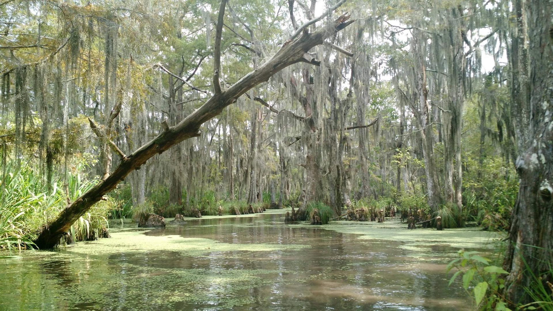 1920x1080 LWF Remains Staunchly Opposed to Pearl River “One Lake Project” Wildlife Federation