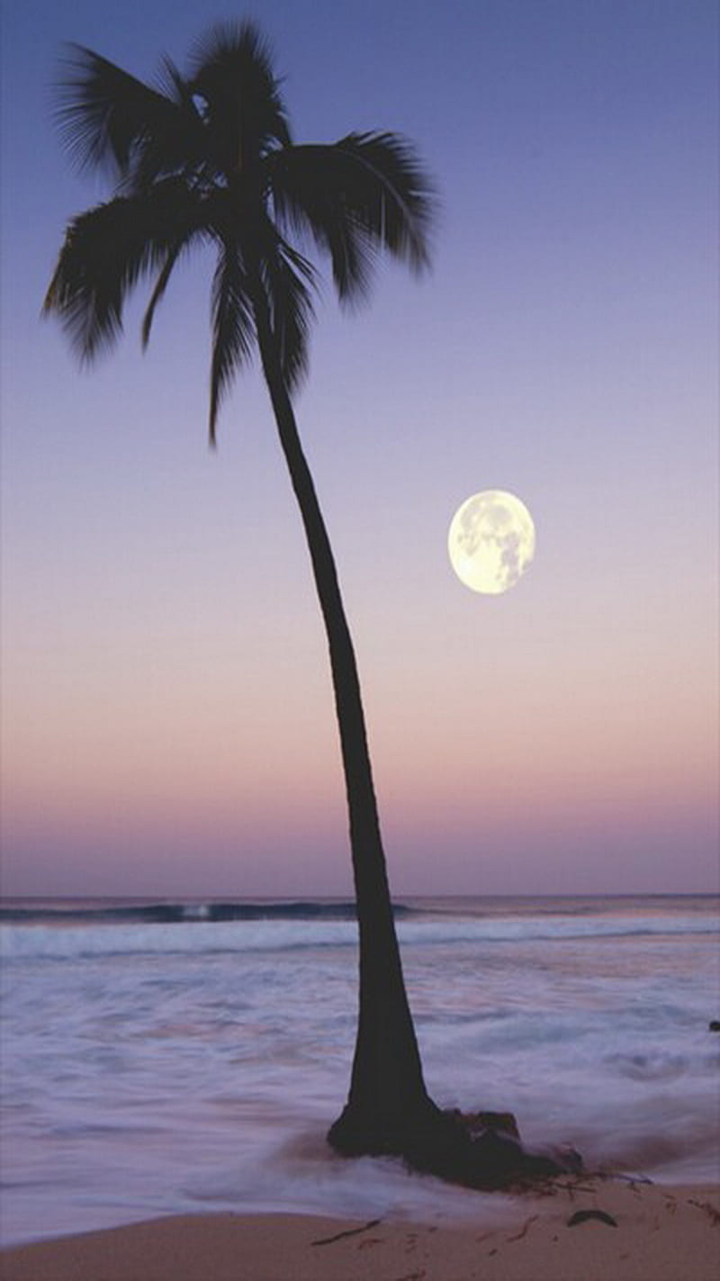 800x1423 Summer, moon, sea, sky, tree, HD phone wallpaper