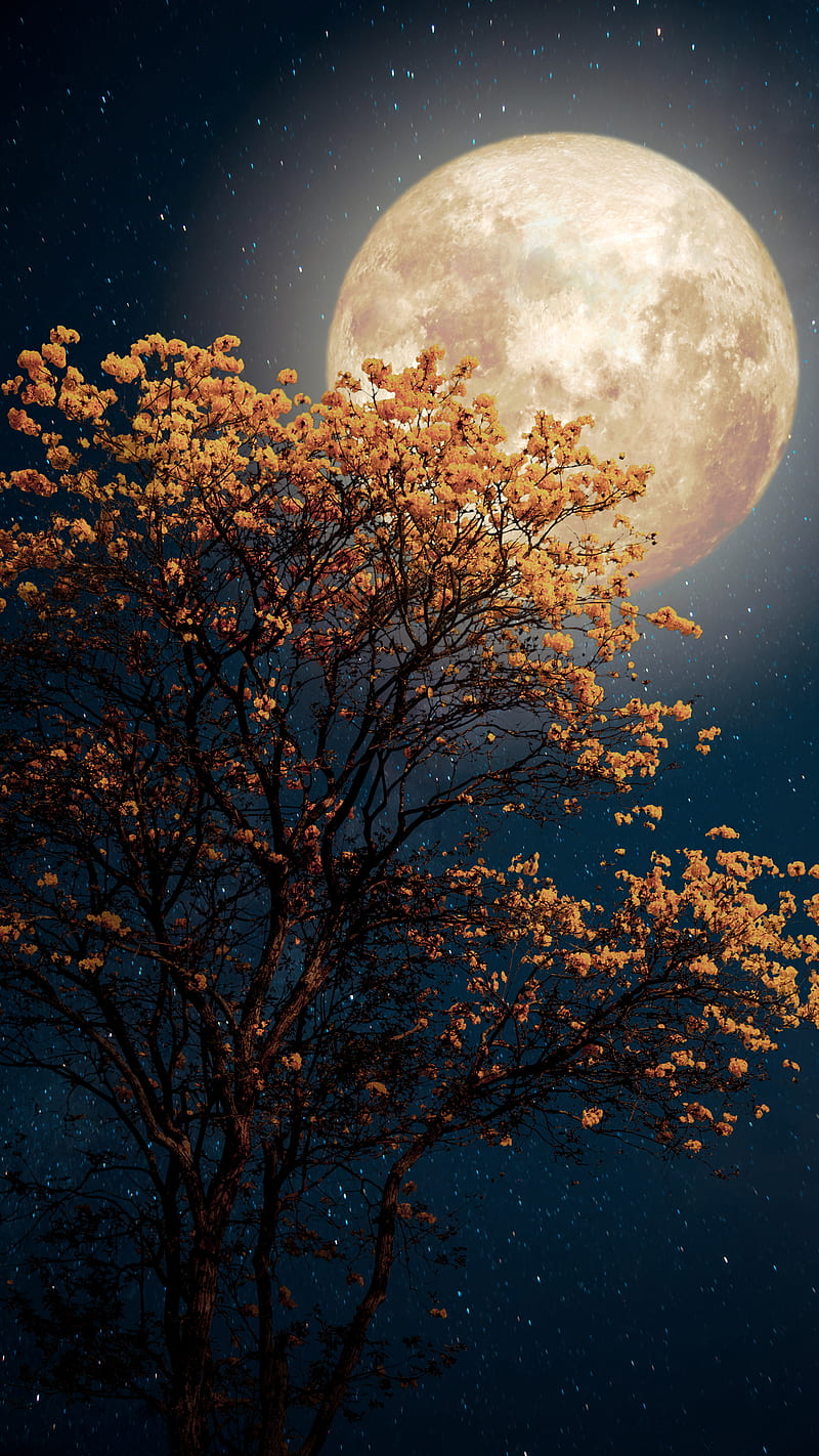 800x1422 HD full summer moon wallpaper