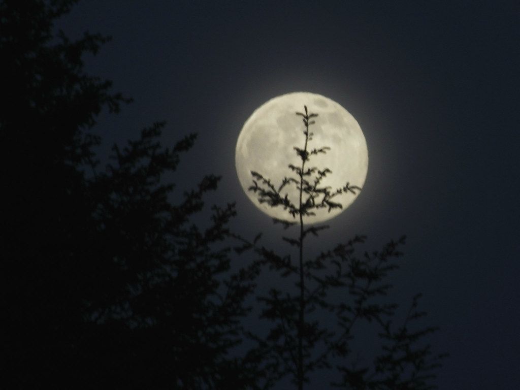 1024x768 Summer moon 9. The Glowing Harvet moon. This is over the tr