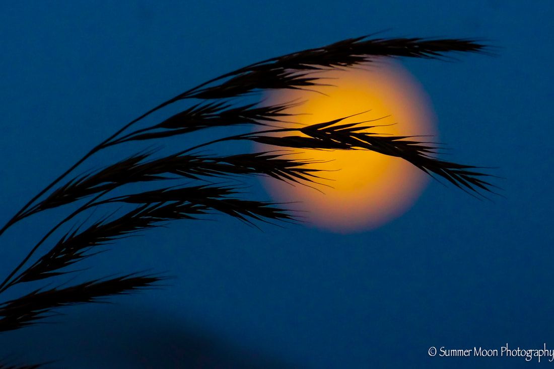 1100x734 Summer Moon Scriver