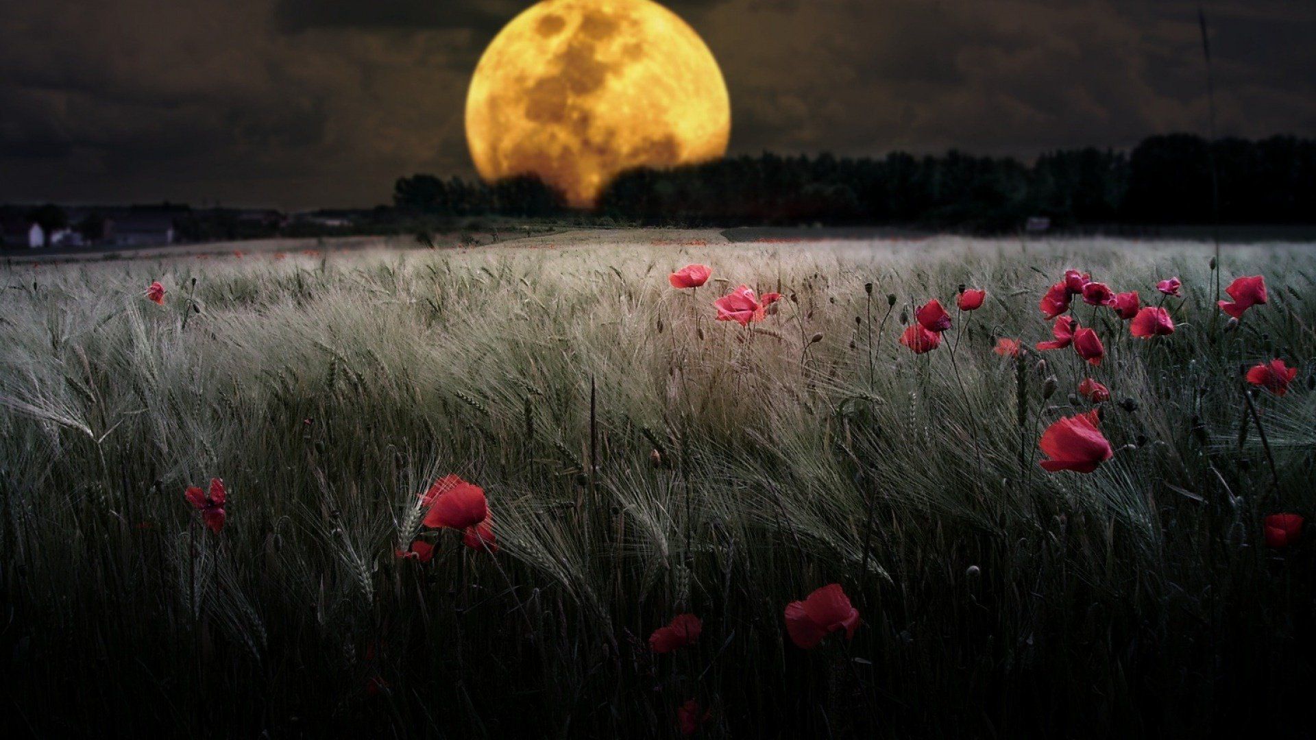 1920x1080 Download Red Flower Poppy Summer Full Moon Night Moon Nature Field Flower HD Wallpaperx1080