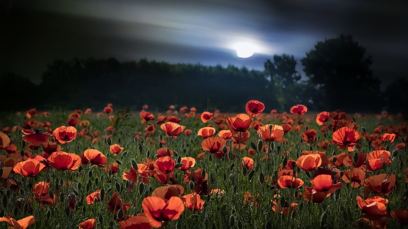 1366x768 Wallpaper Summer, red poppies, moon, night 1920x1200 Picture, Image