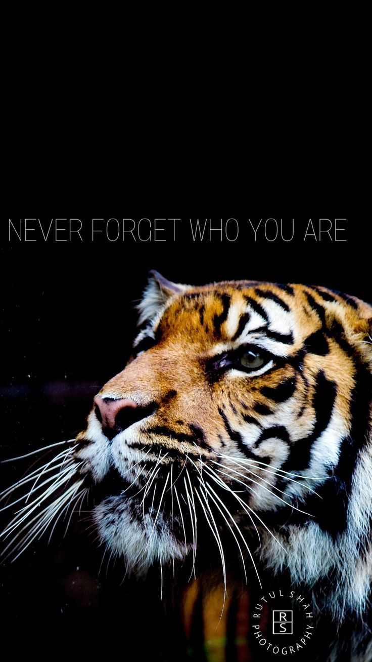 736x1308 Never forget who you are #tiger #roar #quotes #wallpaper