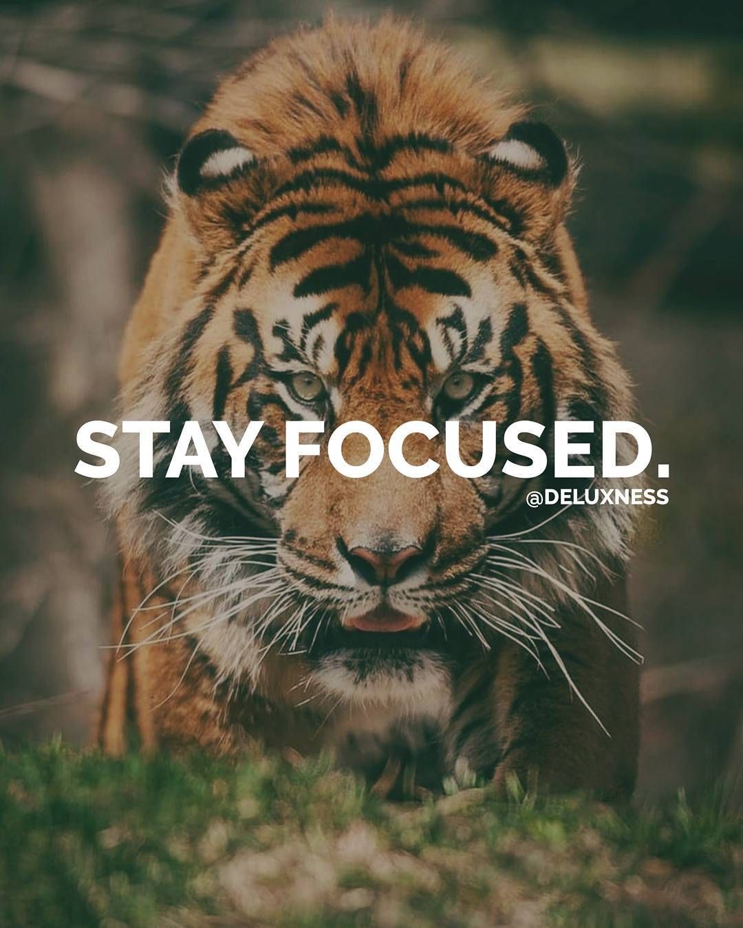 1080x1350 Tiger Quotes Wallpaper