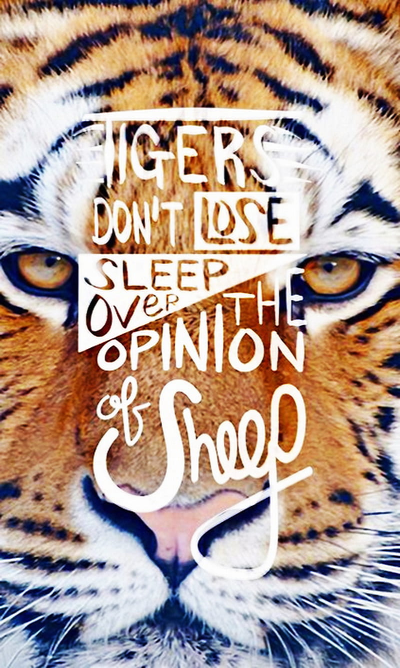 800x1333 Tigers, lose, opinion, over, sheep, sleep, HD phone wallpaper