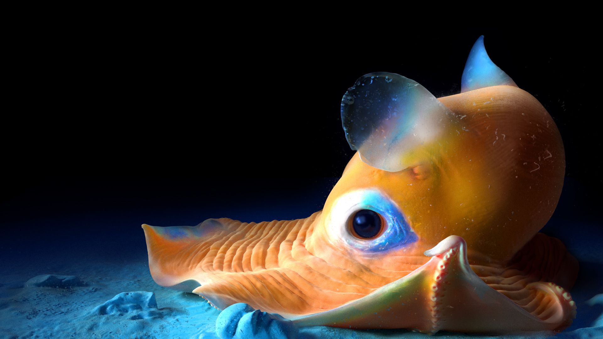 1920x1080 Dumbo Octopus