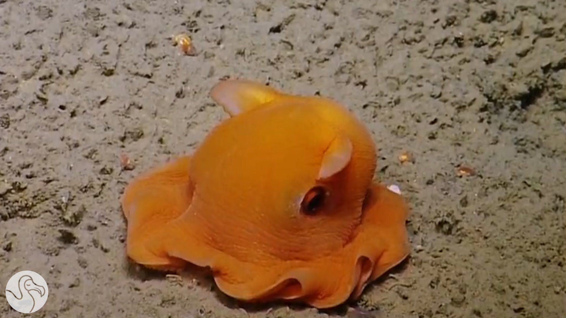 1920x1080 Dumbo Octopus Wallpaper