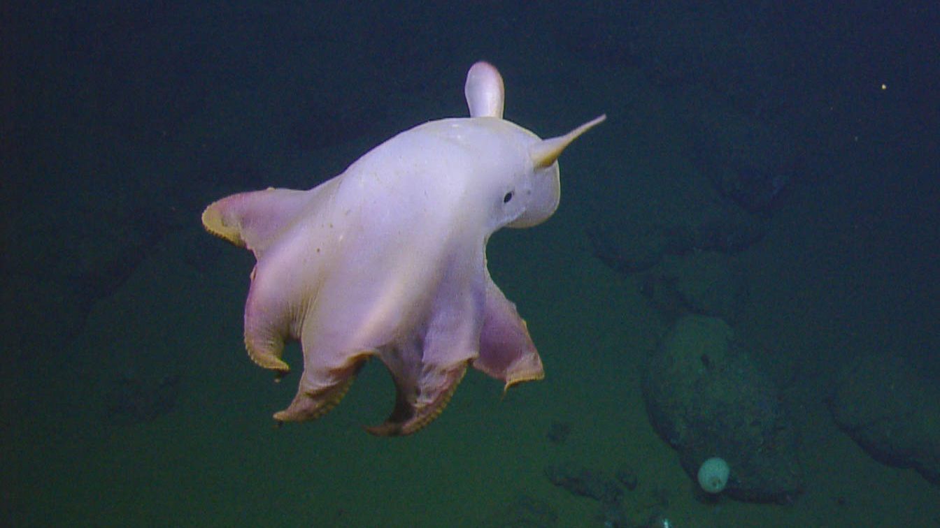 1344x756 Photos: Ghostly dumbo octopus dances in the deep sea