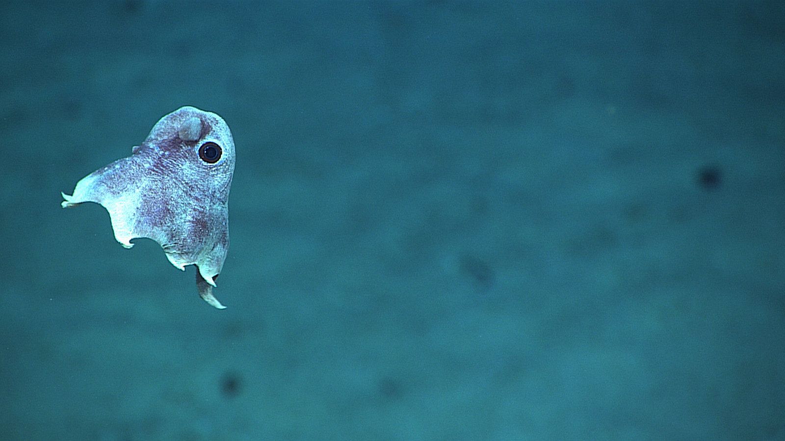 1600x900 expn3483. This tiny dumbo octopus, whose body measured abou