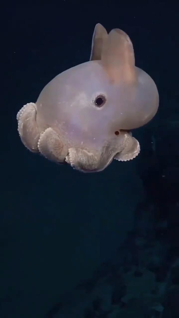 720x1280 Super cute Dumbo octopus!