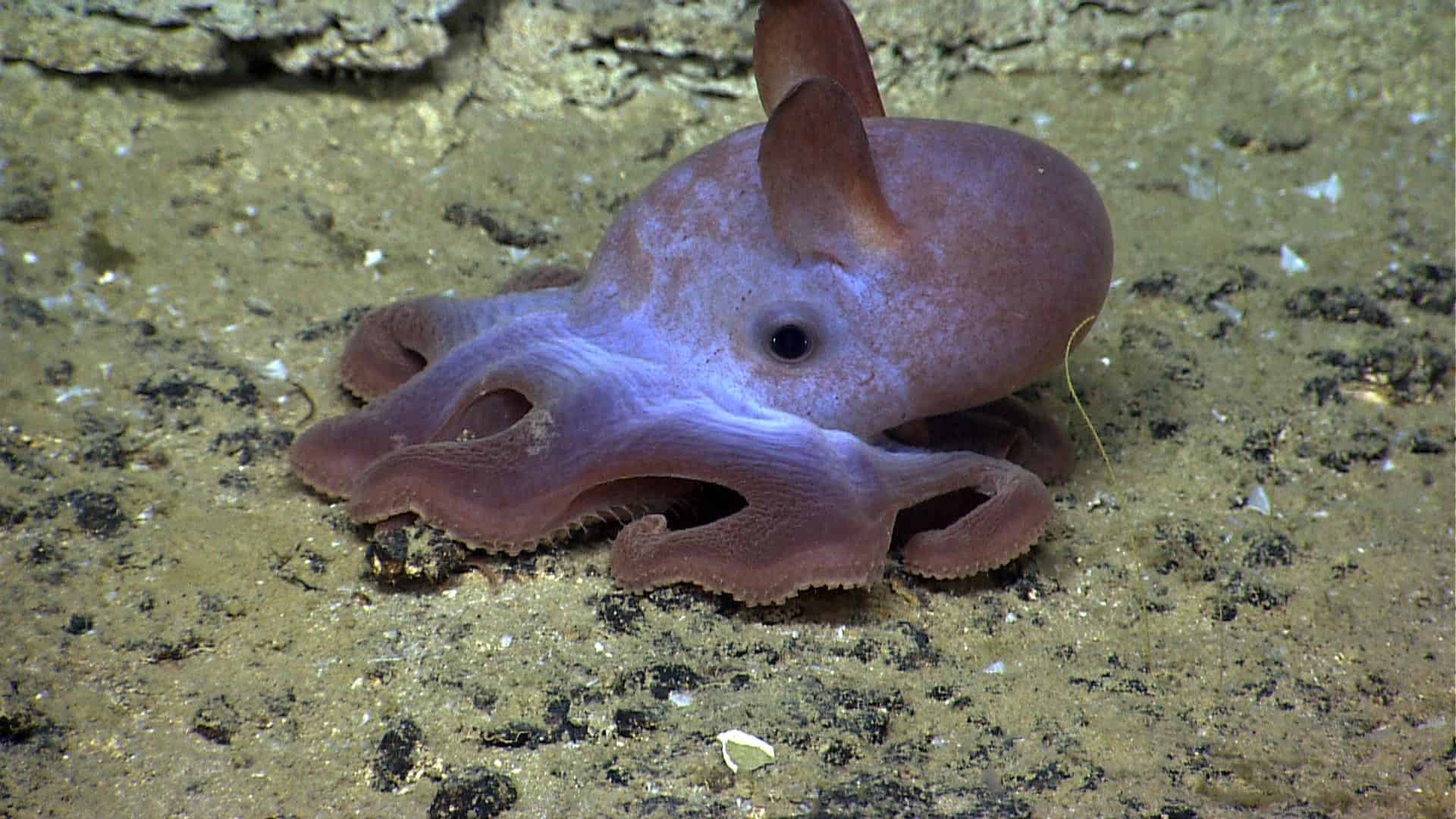 1920x1080 Awesome Dumbo Octopus Facts (The Cutest Octopus Ever!) Largest Octopus Fan Club!